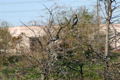 Anhingas on nest