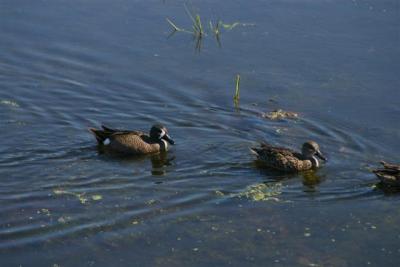 Blue-winged Teal