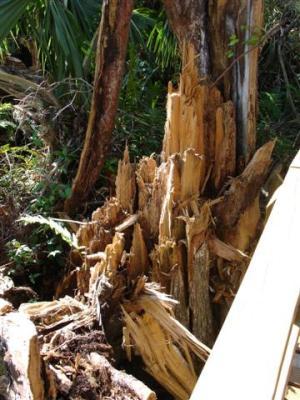Broken tree at Fakahatchee