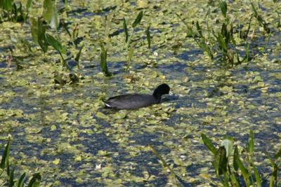 American Coot