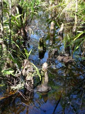 Cypress knees