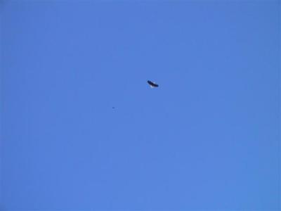 Bald Eagle at Fakahatchee