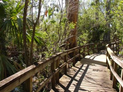 Fakahatchee boardwalk