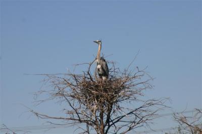 Great Blue Heron