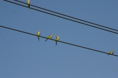 Monk Parakeets at Brian Piccolo