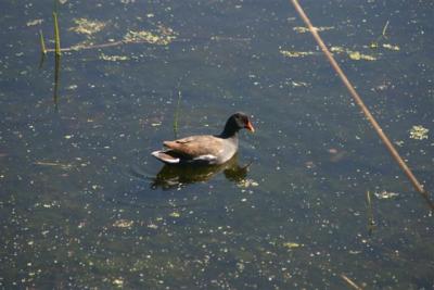 Common Moorhen