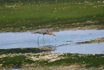 Reddish Egret Ding Darling