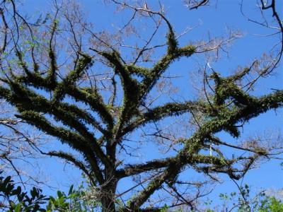 Resurrection fern Corkscrew