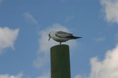 Ring-billed Gull at Tybee Island