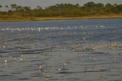 Shorebirds at Merritt Island