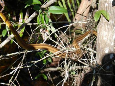 Snake at Fakahatchee