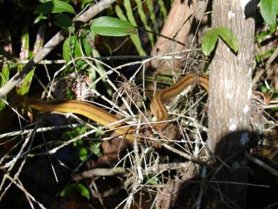 Snake at Fakahatchee