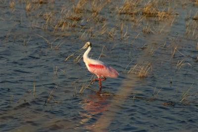 Roseate Spoonbill Merritt Island