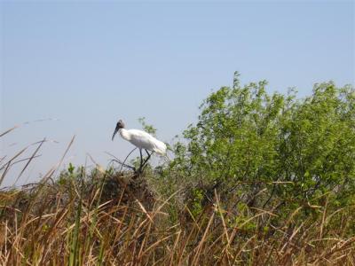 Wood Stork on bush Shark Valley