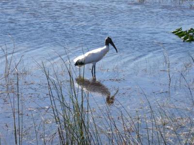 Stork reflection