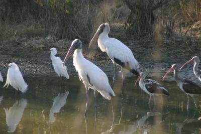Wood Storkstorks Merritt Island