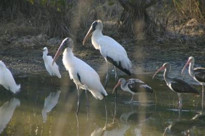 Wood Storks