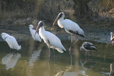 Wood Storks