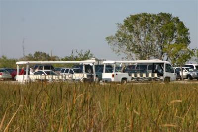 Trams Small.at Shark Valley