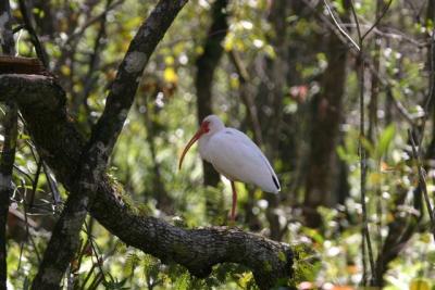 White Ibis