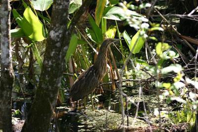 American Bittern at Corkscrew