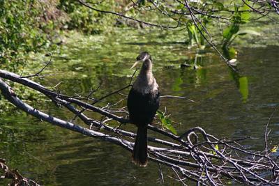 Anhinga at Wakodahatchee