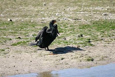 Double-crested Cormorant