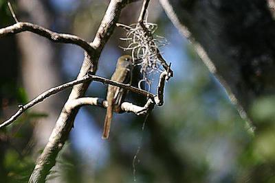 Great Crested at Corkscrew