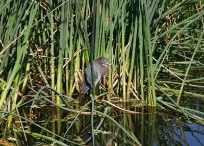 Green Heron at Shark Valley