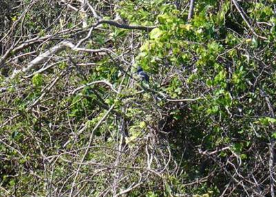 Kingfisher at Shark Valley