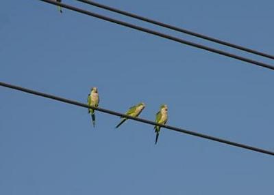 Monk Parakeets at Brian Piccolo