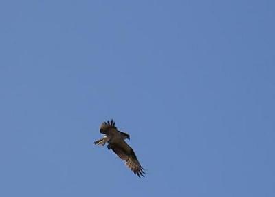 Osprey at Shark Valley