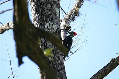Pileated Woodpecker at Corkscrew