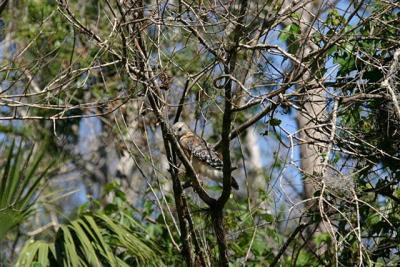 Red-shouldered Hawkat Fakahatchee