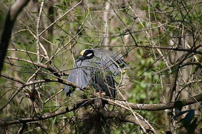 Yellow-crowned Night Herons at Corkscrew