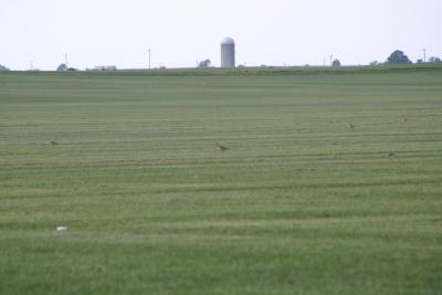 Upland Sandpipers in distance