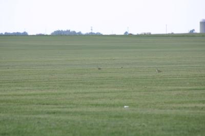Upland Sandpipers in distance