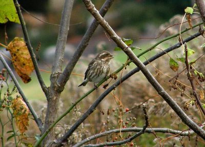 Purple Finch