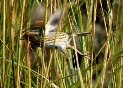 Saltmarsh Sharp-tailed Sparrow