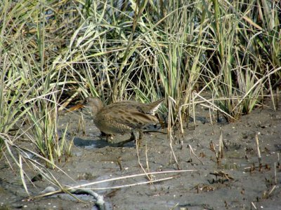 Clapper Rail