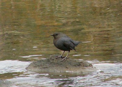 Dipper