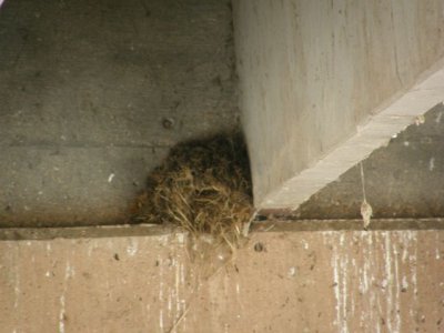Dipper's nest '