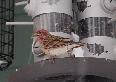 Cassin's Finch