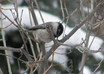 Mountain Chickadee
