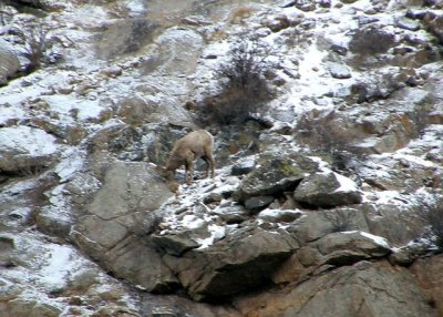 Bighorn Sheep at Georgetown