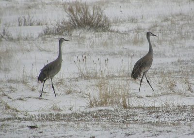 Sandhill Cranes enroute