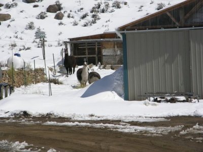 Llamas