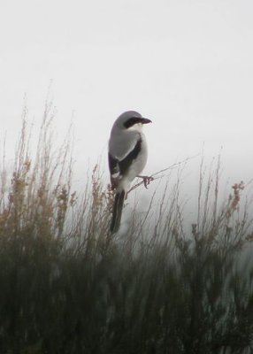 Loggerhead Shrike