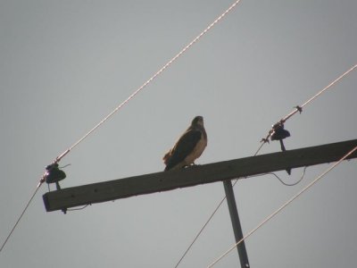 Swainson's Hawk