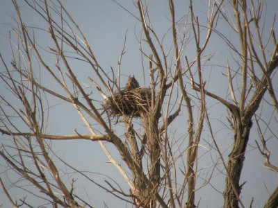 Great-horned Owl